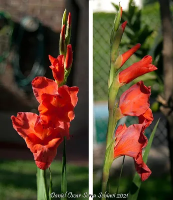 File:Schlemmer A vase of gladiolus and dalias.jpg - Wikipedia