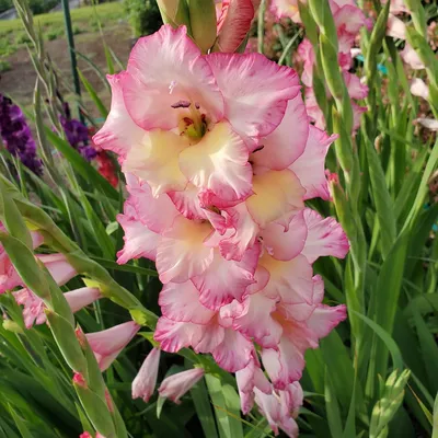 Gladiolus Priscilla | Bluestone Perennials