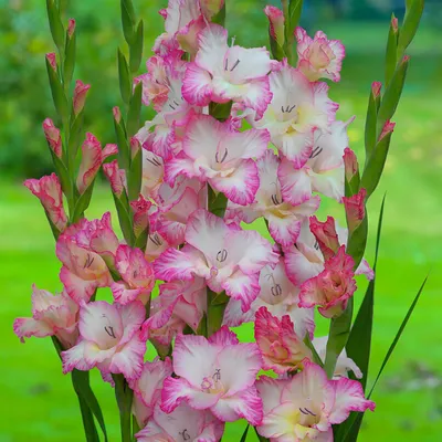 Gladiolus 'Priscilla' Large Flowering Glad - Pre-Order for 2024 from Leo  Berbee Bulb Company