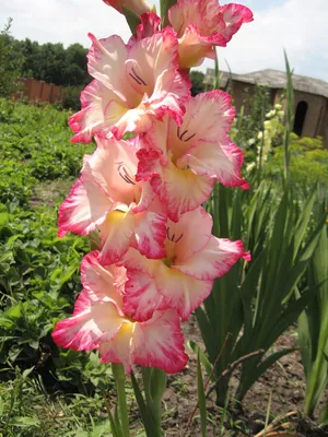 Gladiolus - Priscilla Blend – Plantcetera