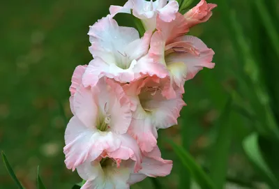 Gladiolus 'priscilla' Flowers by Brian Gadsby/science Photo Library