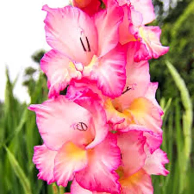 Shop Standard Gladiola, Priscilla-10 Corms and other Seeds at Harvesting  History