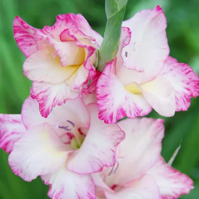 Gladiolus Priscilla - 5 bulbs – Garden Seeds Market | Free shipping