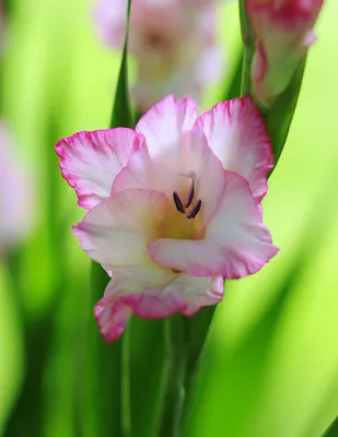 gladiolus priscilla in full summer flower Stock Photo - Alamy