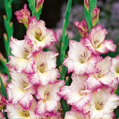 Priscilla Gladiolus - 5 bulbs – BloomingBulb