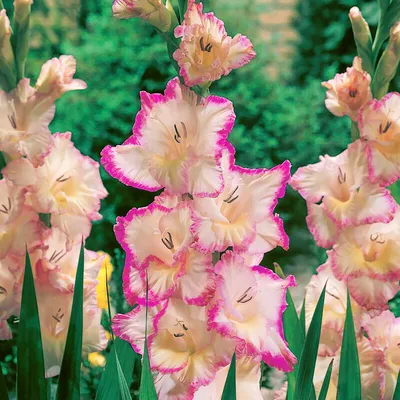 Gladiolus priscilla hi-res stock photography and images - Alamy