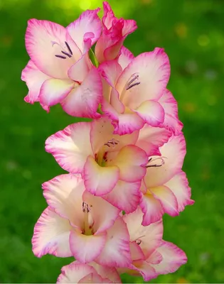 Gladiolus Priscilla : r/flowers