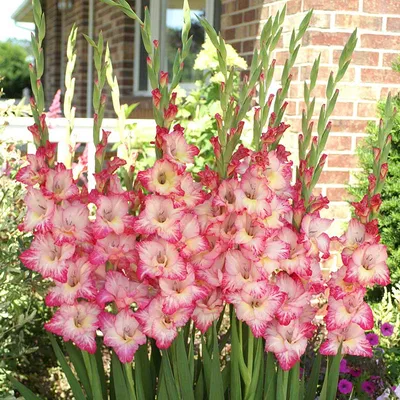 Gorgeous Bright Rose Gladiolus Bulbs for Sale Online | Priscilla – Easy To  Grow Bulbs