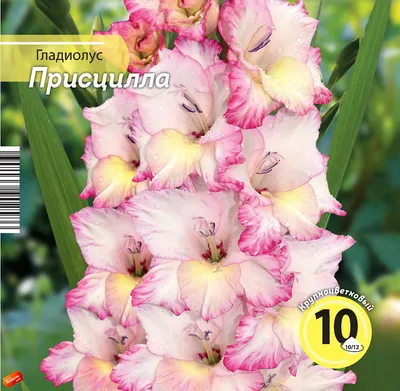 Priscilla Gladiolus Flower Bulbs – Nagel Gladiolus Bulbs