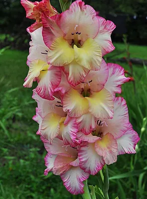 Семена цветов Гладиолуса крупноцветкового ПОИСК Айвори Присцилла 5 шт —  цена в Оренбурге, купить в интернет-магазине, характеристики и отзывы, фото