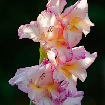 Gladiolus 'Priscilla' near my Nanny's mailbox! : r/gardening