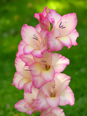 Gladiolus Priscilla – Harris Seeds