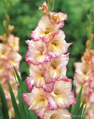 Gladiolus Priscilla | Gladiolus | Summer flowering bulbs | QFB Gardening