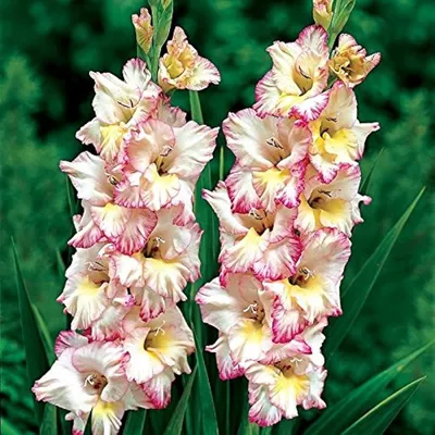 Learn about Gladiolus 'Priscilla' | Hardy Glad | Perennial Encyclopedia
