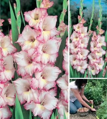 Photo of the bloom of Hybrid Gladiola (Gladiolus x gandavensis 'Priscilla')  posted by Gleni - Garden.org