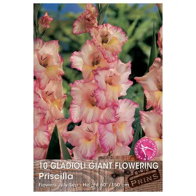 Gladiolus 'Priscilla' kopen