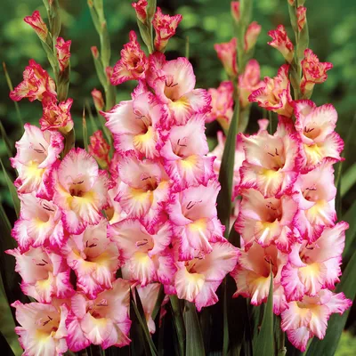 Gladiolus 'Priscilla' - Wikipedia