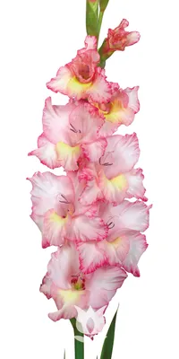 Gladiolus - Large Flowering Priscilla – Plantcetera
