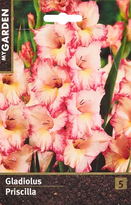 Priscilla - Gladiolus - Tulips With A Difference