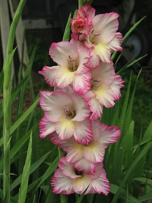 Gladiolus Priscilla, Details