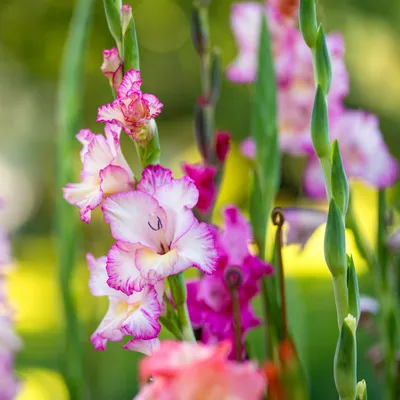 Гладиолус крупноцветковый Присцилла купить недорого в интернет-магазине  товаров для сада Бауцентр