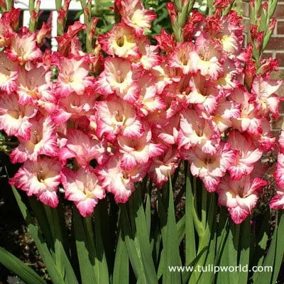 10 \"Priscilla\" Gladiolus- Top Size 10/12 cm Bulbs - US Seller | eBay