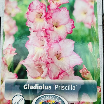 Gladiolus flowers | Facebook