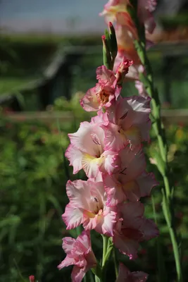 Vertical Image Showing Close Up Macro of Gladiolus `Priscilla` Cultivar To  the Right with Dark Green Bokeh Background and Negative Stock Image - Image  of gardener, beautiful: 226880327