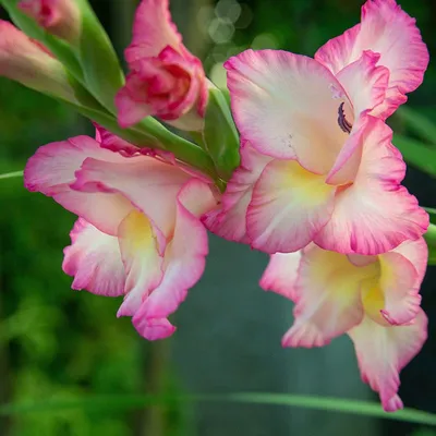 File:Gladiolus cultivar Priscilla.jpg - Wikipedia
