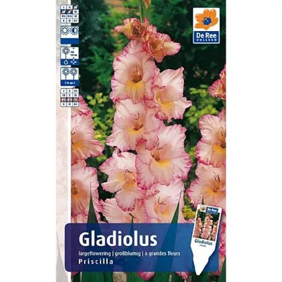 Гладиолус крупноцветковый Присцилла в Иваново – купить по низкой цене в  интернет-магазине Леруа Мерлен