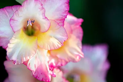 Gladiolus 'Priscilla', Gladioli 'Priscilla' (Large-flowered) - uploaded by  @tdriver74