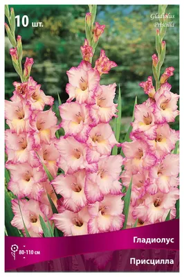 Gladiolus Priscilla Pink gladiolus | Stock image | Colourbox