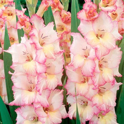 Summer Sorbet Gladiolus Collection | American Meadows