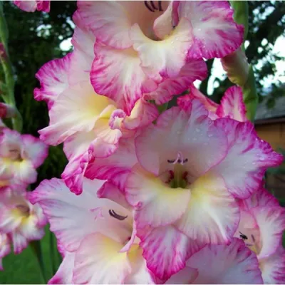 Van Zyverden Gladiolus Priscilla Blend Set of 25 Bulbs - QVC.com