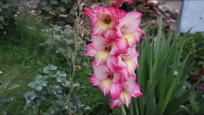 Gladiolus Priscilla Flower Bulbs - Stunning Garden Blooms | Pack of 5 bulbs