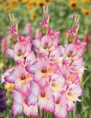 Priscilla Gladiolus | American Meadows