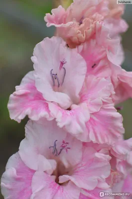 gladiolus #Samara | Gladiolus, Flowers, Samara