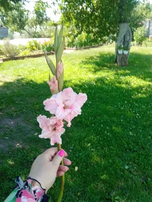 Купить луковицы розовых гладиолусов в Минске в интернет магазине Долина  Растений