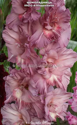 гладиолус Шоколадница mirgladiolus.ru © Лазаревич Тамара МИР ГЛАДИОЛУСОВ