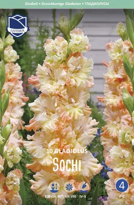Купить гладиолус сочи (sochi), 10 шт по цене 410 руб. в интернет магазине  \"Первые Семена\"