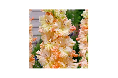 19 белых гладиолусов под ленту, цветы и подарки в Адлере, купить за 4 550 ₽  | Фото, отзывы, цены