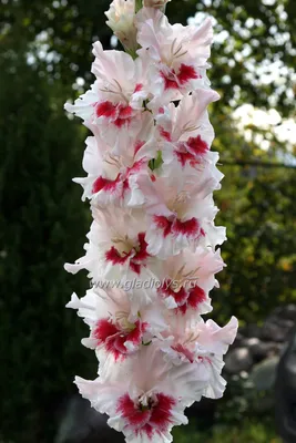 Гладиолус обыкновенный Сочи (gladiolus sochi) 🌿 Сочи обзор: как сажать,  луковицы гладиолуса Сочи - YouTube