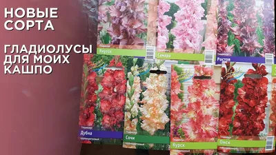 Гладиолус крупноцветковый Сорпреса (Sorpresa) купить недорого в  интернет-магазине товаров для сада Бауцентр