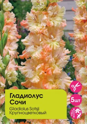 Купить гладиолус сочи (sochi), 10 шт по цене 410 руб. в интернет магазине  \"Первые Семена\"