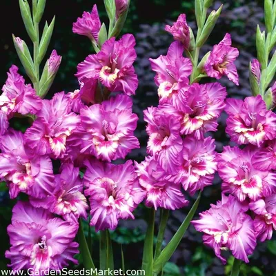 Gladiolus Tango - 5 bulbs – Garden Seeds Market | Free shipping