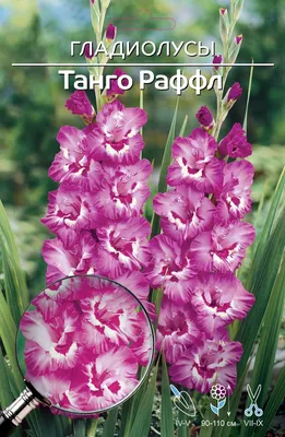 Gladiolus Mieczyk Wielkokwiatowy Tango 5 szt. - Cebule-kwiatowe.pl