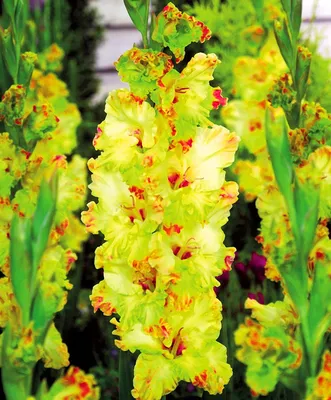 Spectacular Yellow Gladiolus Bulbs For Sale | Morning Gold – Easy To Grow  Bulbs