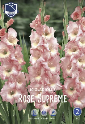 Купить гладиолус роуз суприм (rose supreme), 10 шт по цене 330 руб. в  интернет магазине \"Первые Семена\"