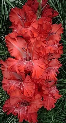 Last Tango\" | Beautiful flowers, Cut flower garden, Gladiolus flower