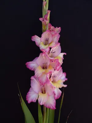 Priscilla - Gladiolus - Tulips With A Difference